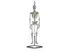 Mini Esqueleto Humano 80cm escala 1/2