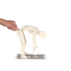 Demonstration figure - Lift correctly - Anatomy and pathology