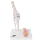 Mini articulação do joelho com corte transversal, na base - Anatomia e patologia