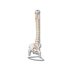 Modelo de coluna vertebral com cabeças femorais