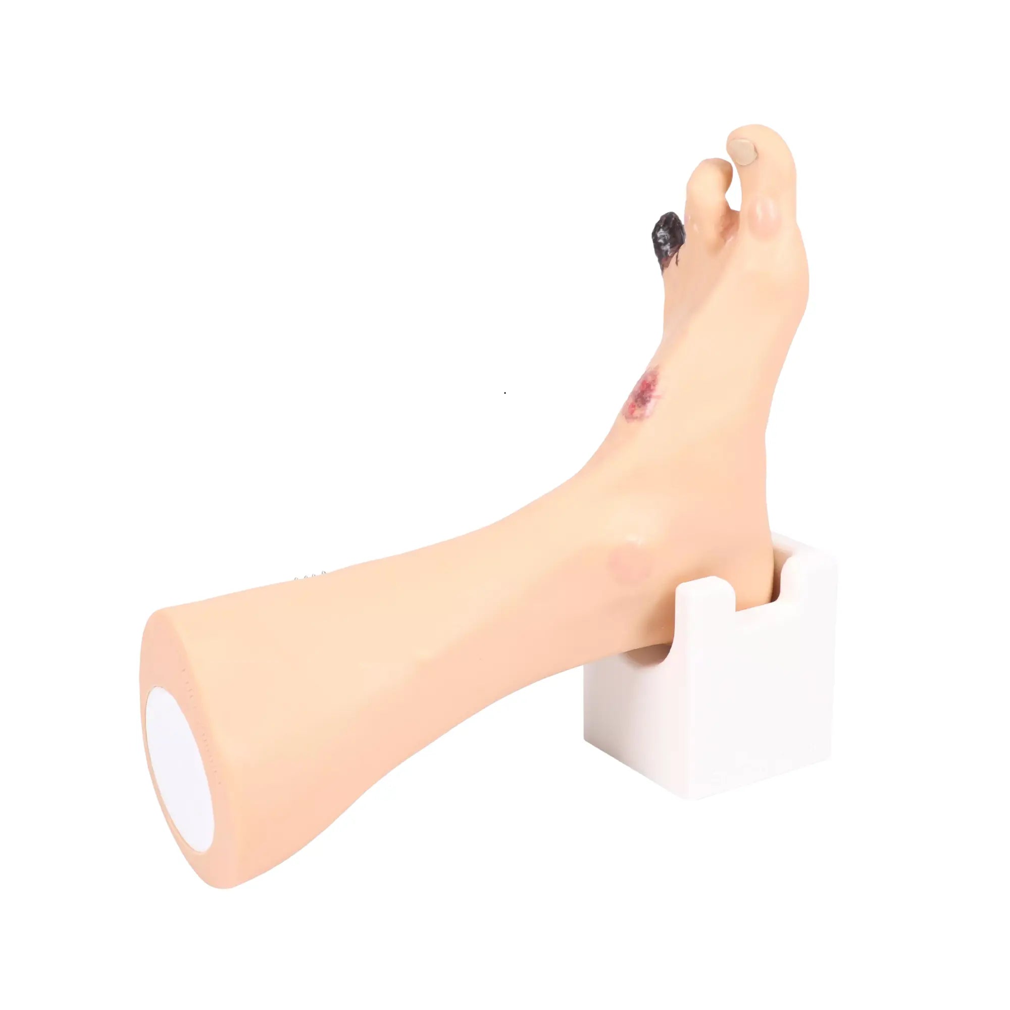 Modelo de pé com feridas - Anatomia e patologia Minha Podologia 