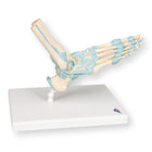 Modelo de esqueleto de pé com ligamentos