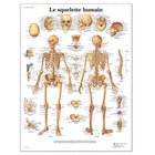 Mesa anatômica - O esqueleto humano - Anatomia e patologia