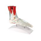 Esqueleto do pé com ligamentos e músculos