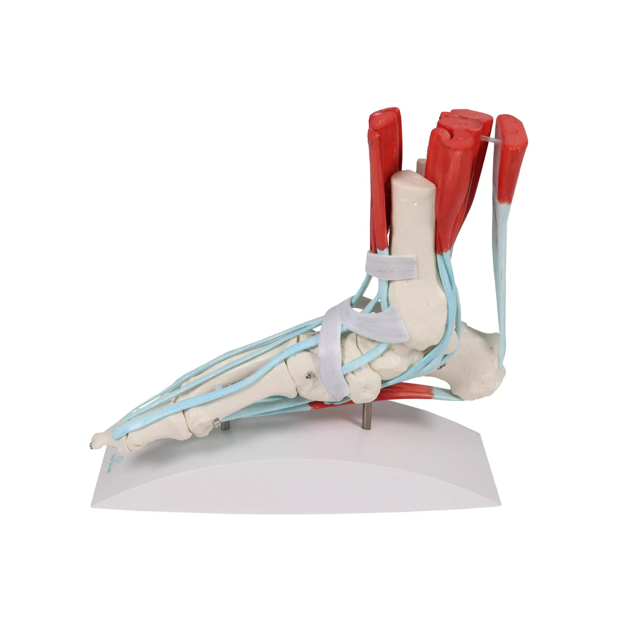 Squelette du pied avec ligaments et muscles My Podologie 