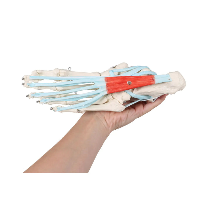 Squelette du pied avec ligaments et muscles My Podologie 